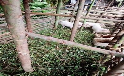Lancement de l’élevage porcin : 5 porcs pour bâtir l&rsquo;avenir de l&rsquo;association