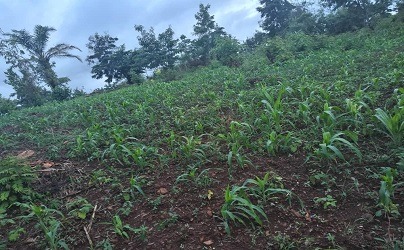 Moins de 100 kg/ha : La double peine du climat et des sols sans engrais